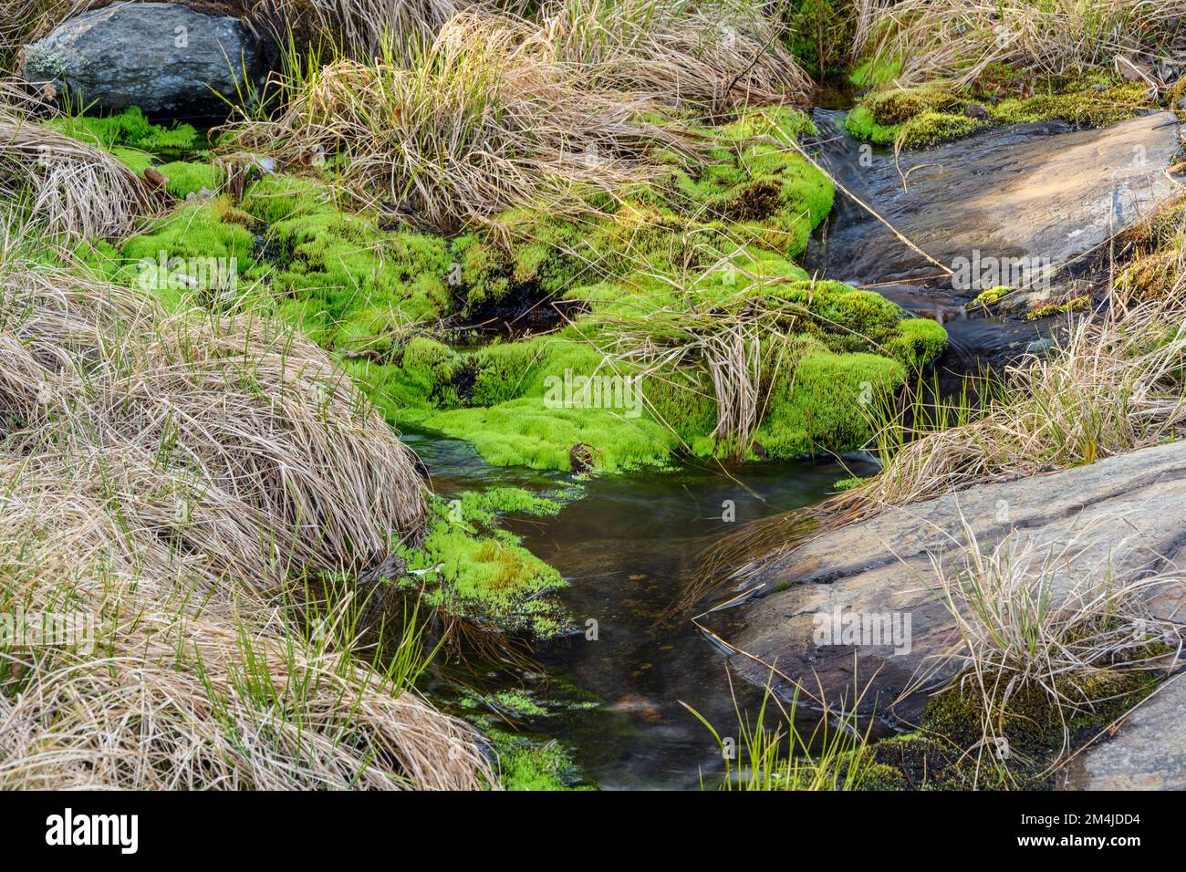 Spring runoff over a rock outcrop, pohlia moss colony, Greater Sudbury, Ontario, Canada Stock Photo