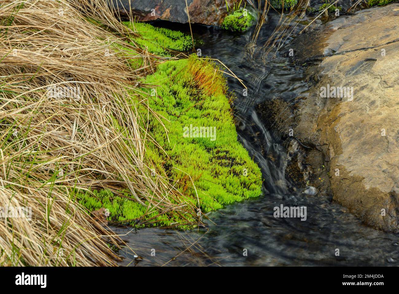Spring runoff over a rock outcrop, pohlia moss colony, Greater Sudbury, Ontario, Canada Stock Photo