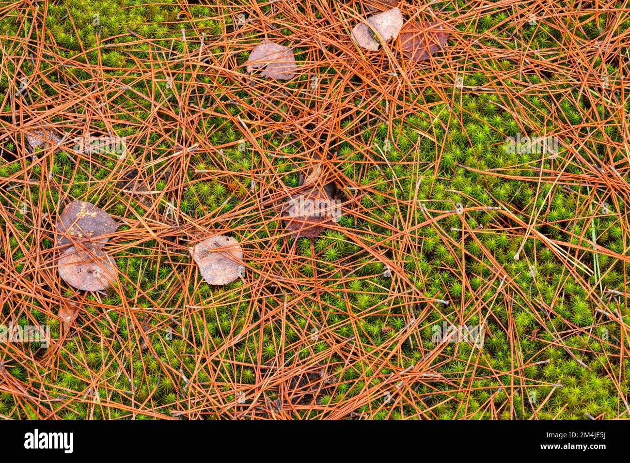 Pine needles, moss, Greater Sudbury, Ontario, Canada Stock Photo