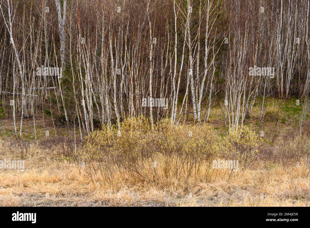 White birch tree trunks, willow in early spring, Greater Sudbury, Ontario, Canada Stock Photo