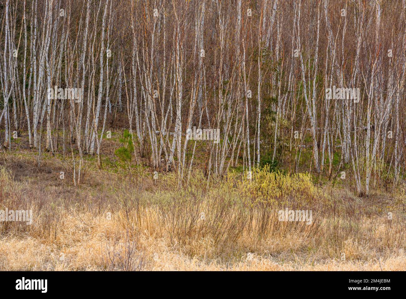 White birch tree trunks, willow in early spring, Greater Sudbury, Ontario, Canada Stock Photo