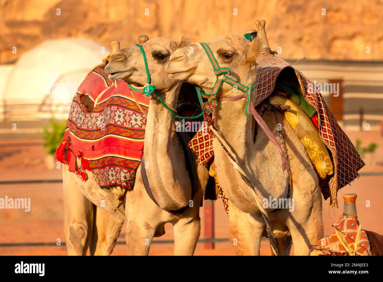 Two camels in Wadi Rum desert in Jordan, profile portrait Stock Photo ...