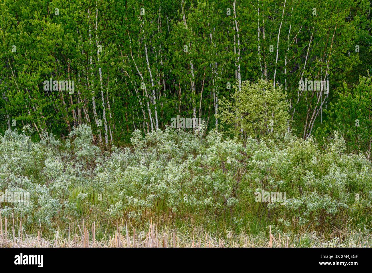 Birch grove, willow in spring, Greater Sudbury, Ontario, Canada Stock Photo