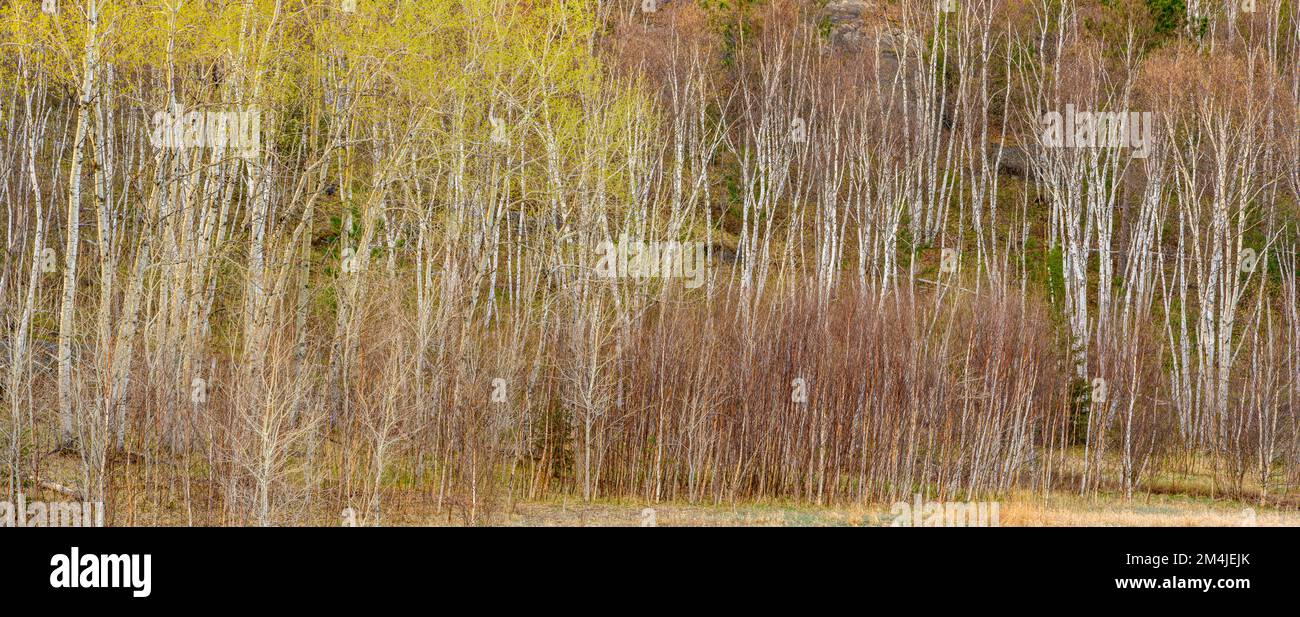 Aspen trees, early spring foliage, birch tree trunks, Greater Sudbury, Ontario, Canada Stock Photo