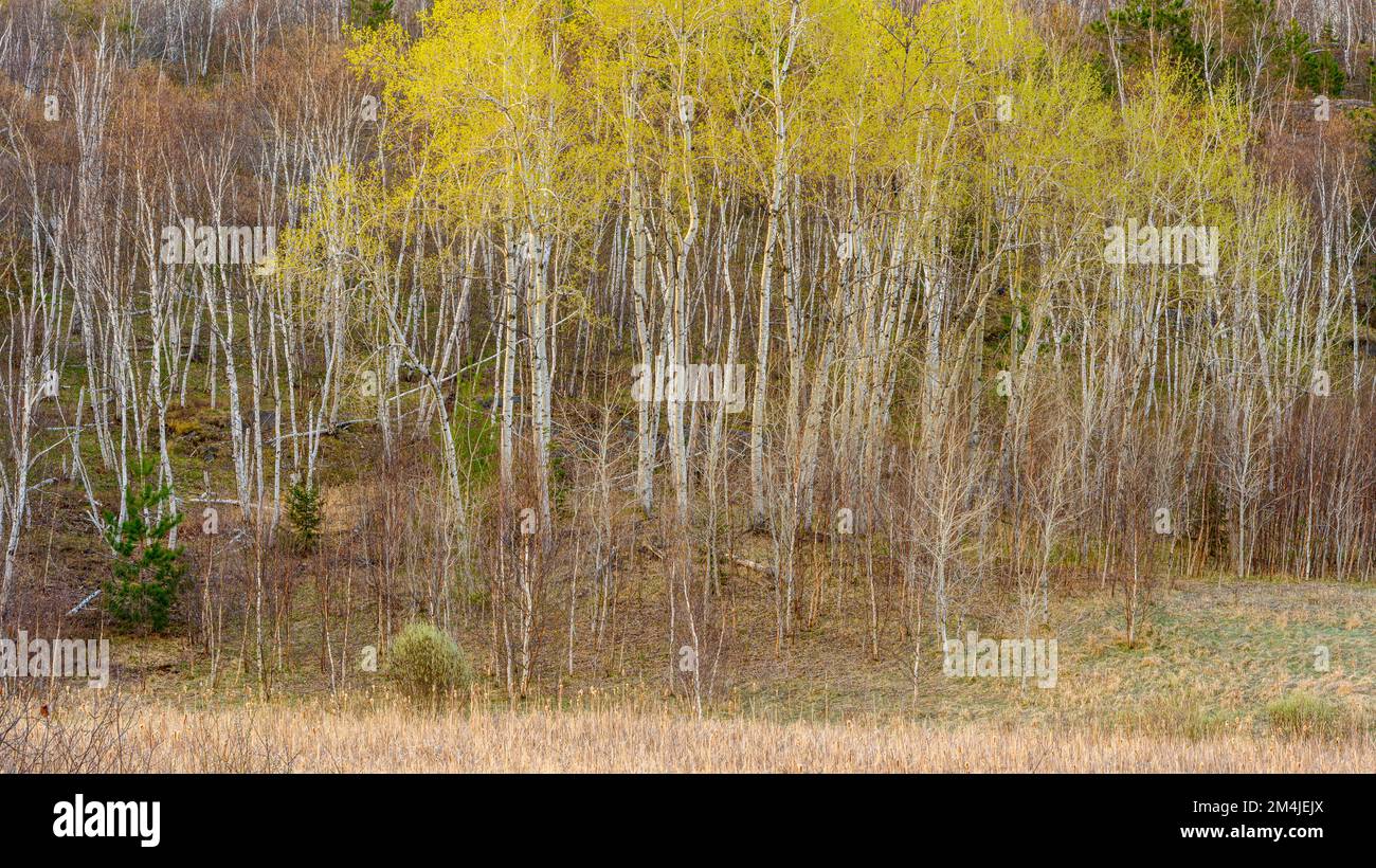 Aspen trees, early spring foliage, birch tree trunks, Greater Sudbury, Ontario, Canada Stock Photo
