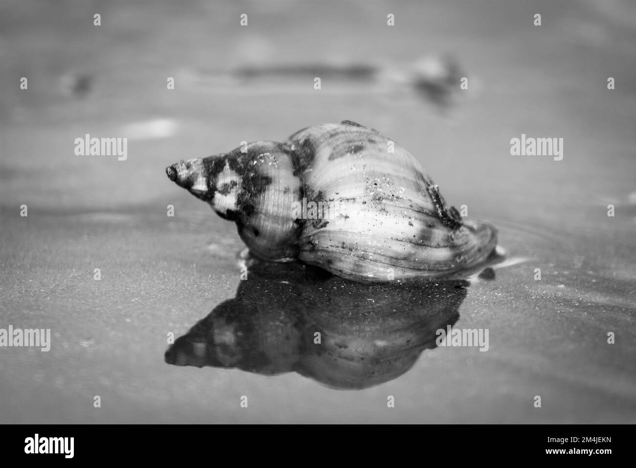 Refelection Black and White Stock Photos & Images Alamy