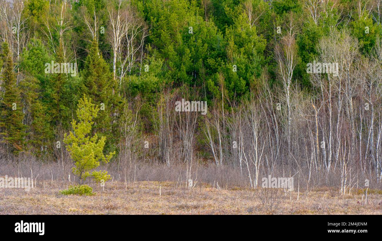 Red pine tree at the edge of a wetland, Greater Sudbury, Ontario, Canada Stock Photo