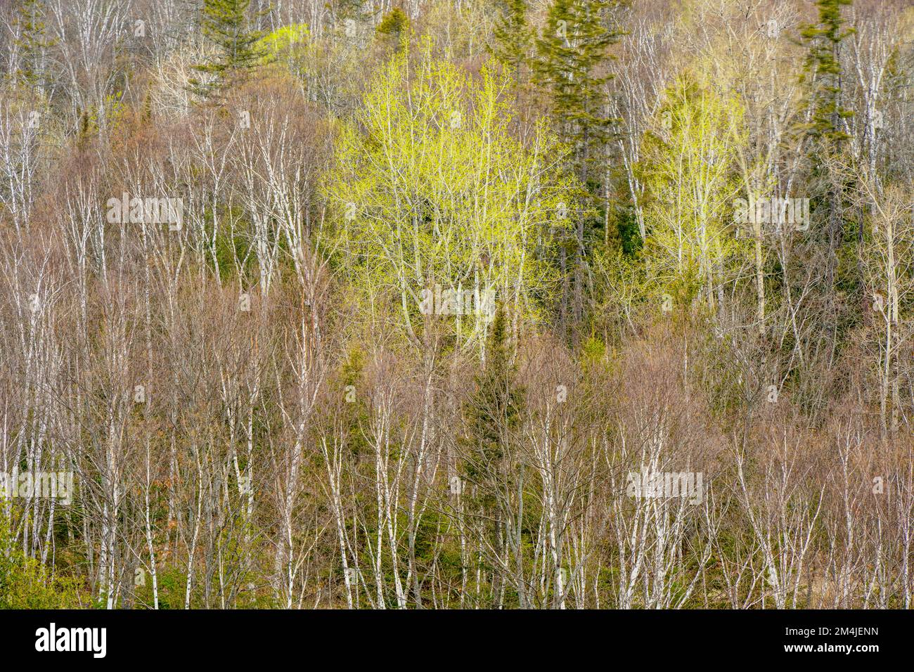 Early spring foliage appearing in a lone aspen tree, Greater Sudbury, Ontario, Canada Stock Photo