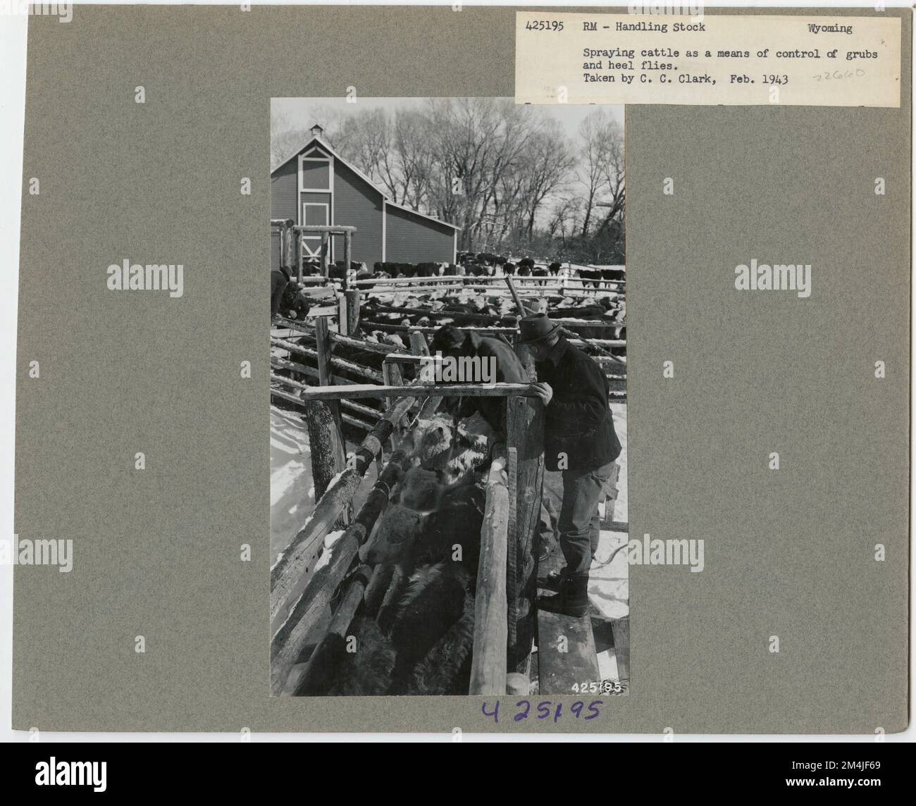 Dipping and Spraying All States. Photographs Relating to National