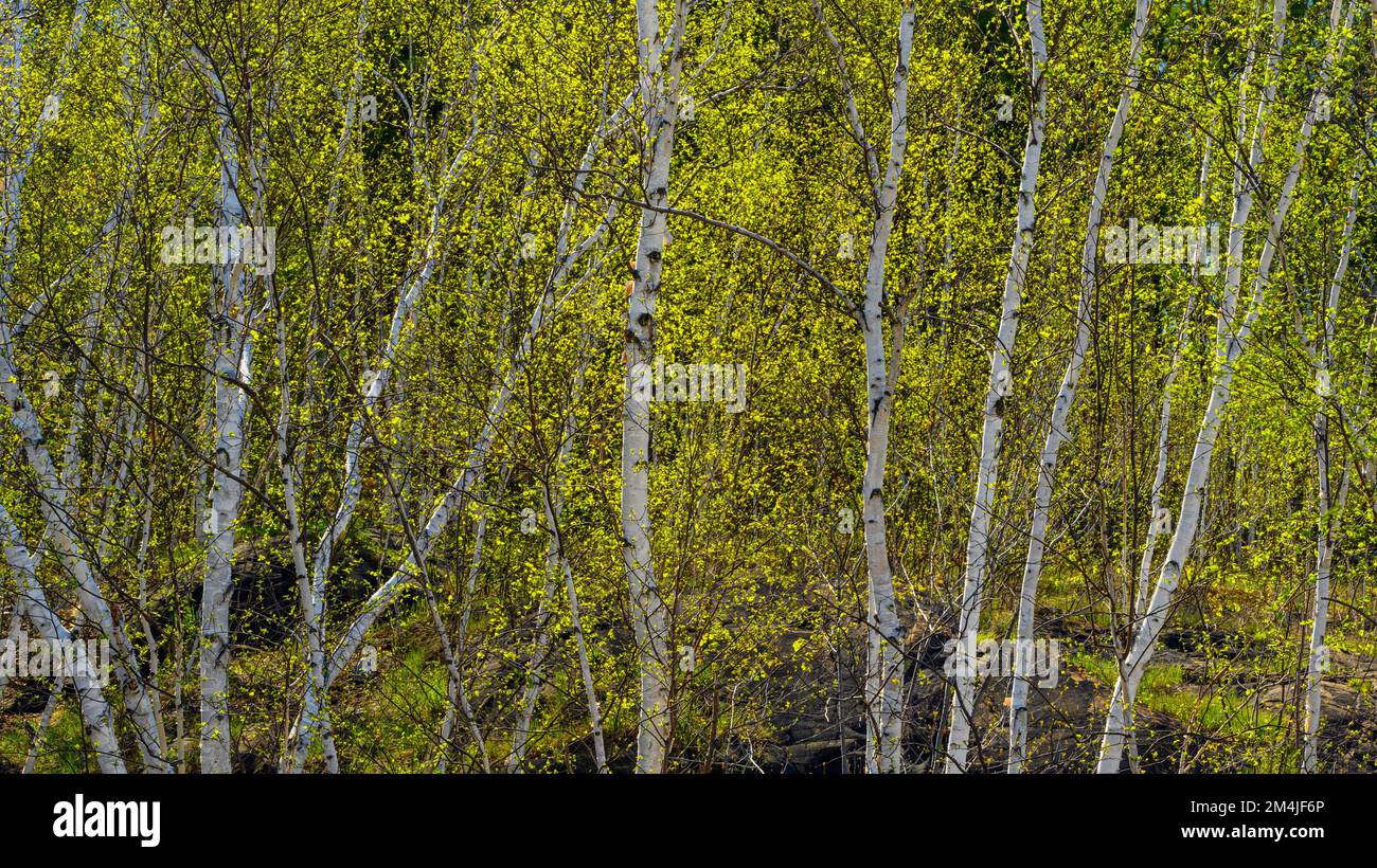 Spring birch trees, Greater Sudbury, Ontario, Canada Stock Photo