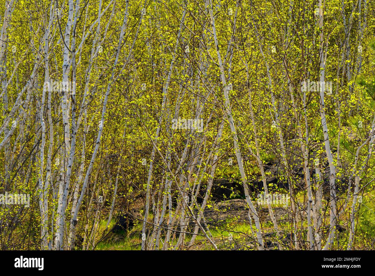 Spring birch trees, Greater Sudbury, Ontario, Canada Stock Photo
