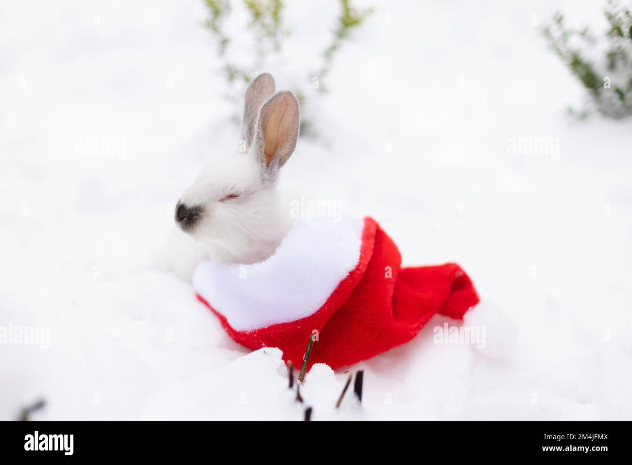 White rabbit sleeping in red hi-res stock photography and images - Alamy