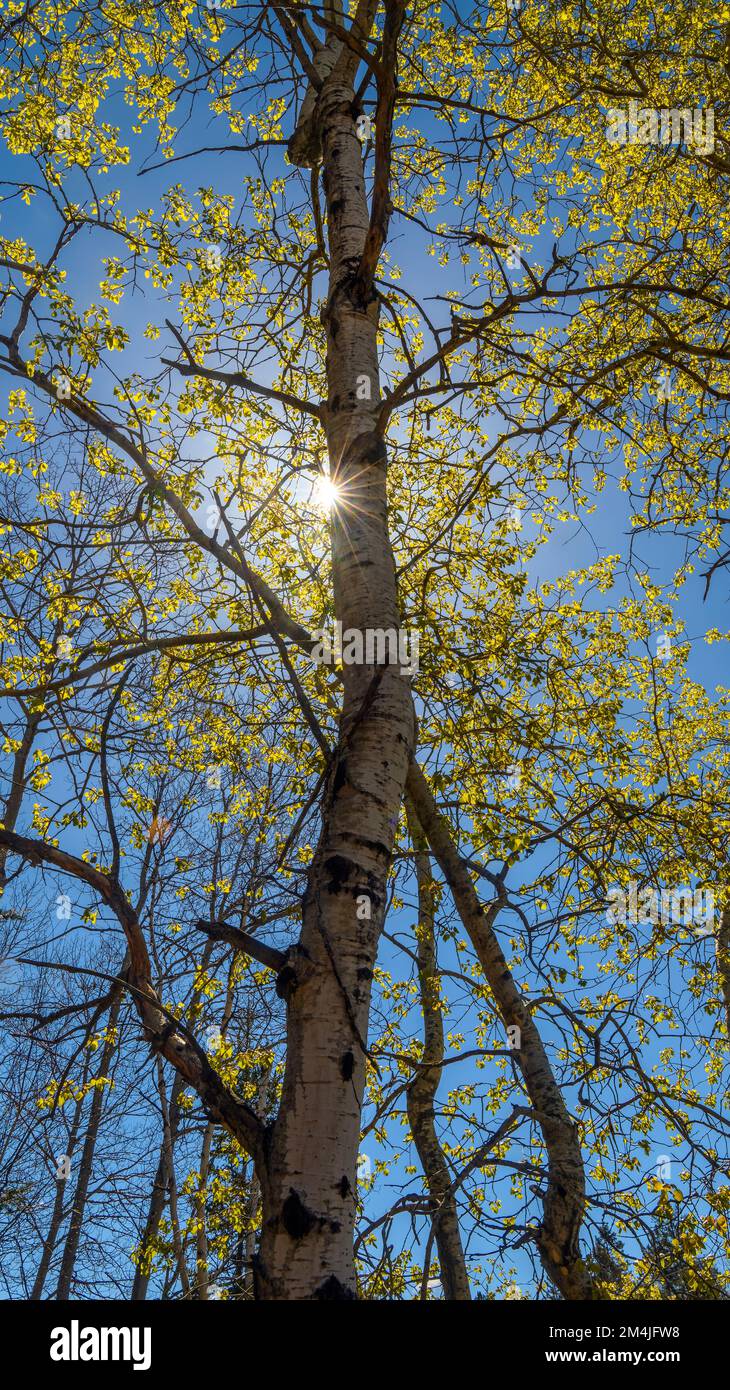 Sunstar in aspen woodland, Greater Sudbury, Ontario, Canada Stock Photo
