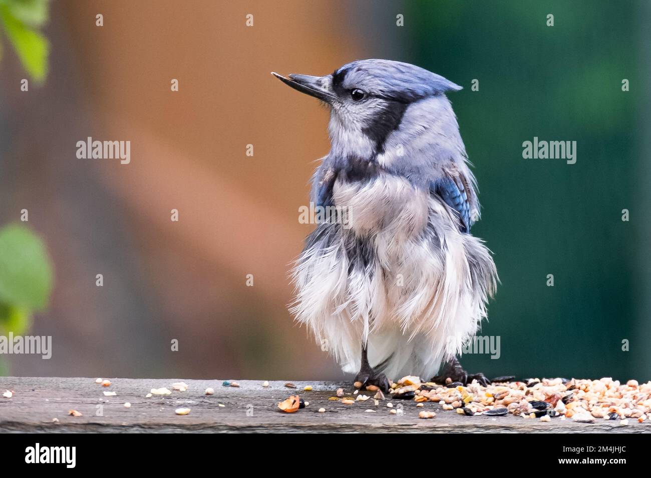 Baby blue jays hi-res stock photography and images - Alamy