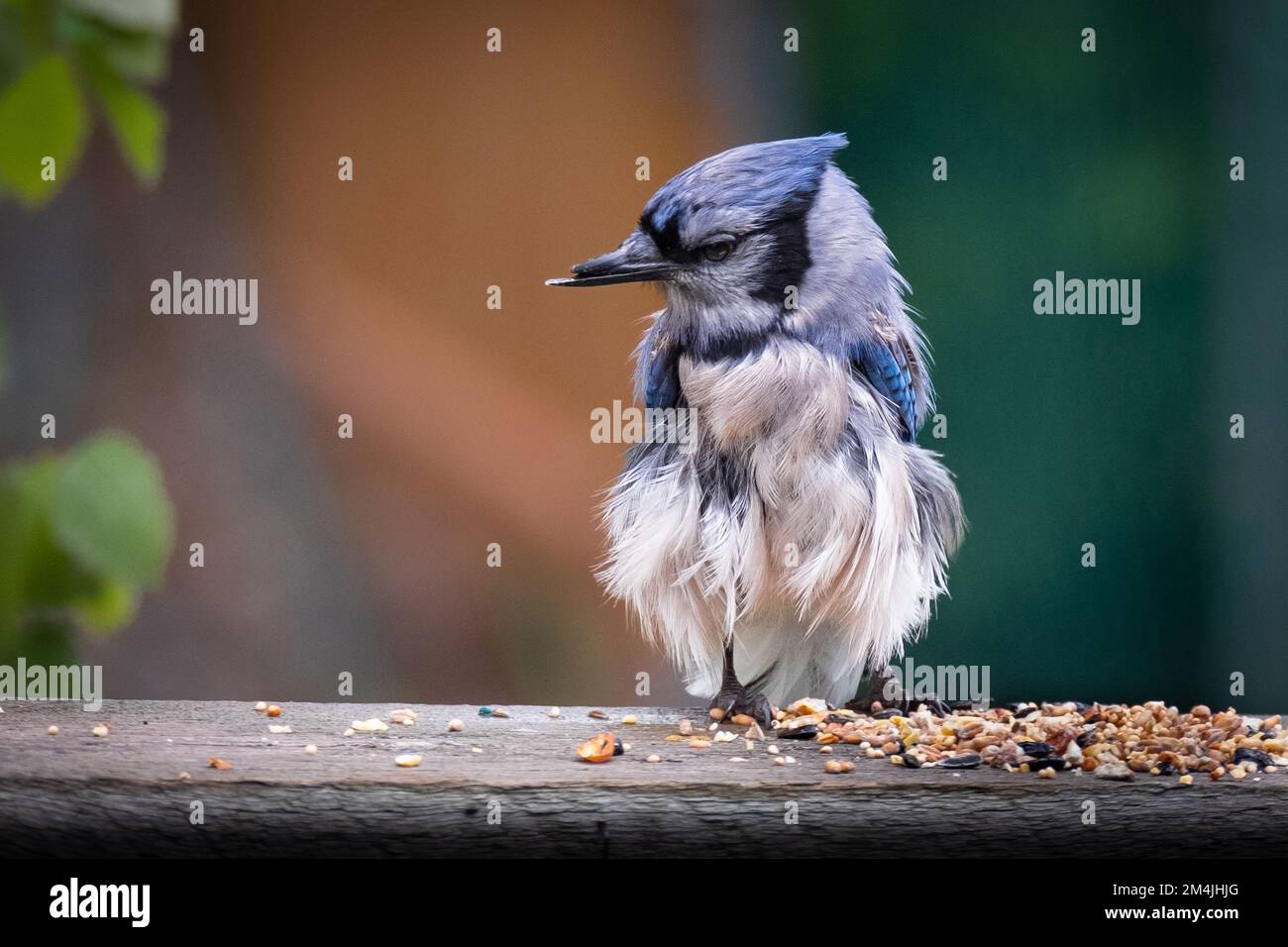 Blue Jay Chicks Stock Photo Alamy