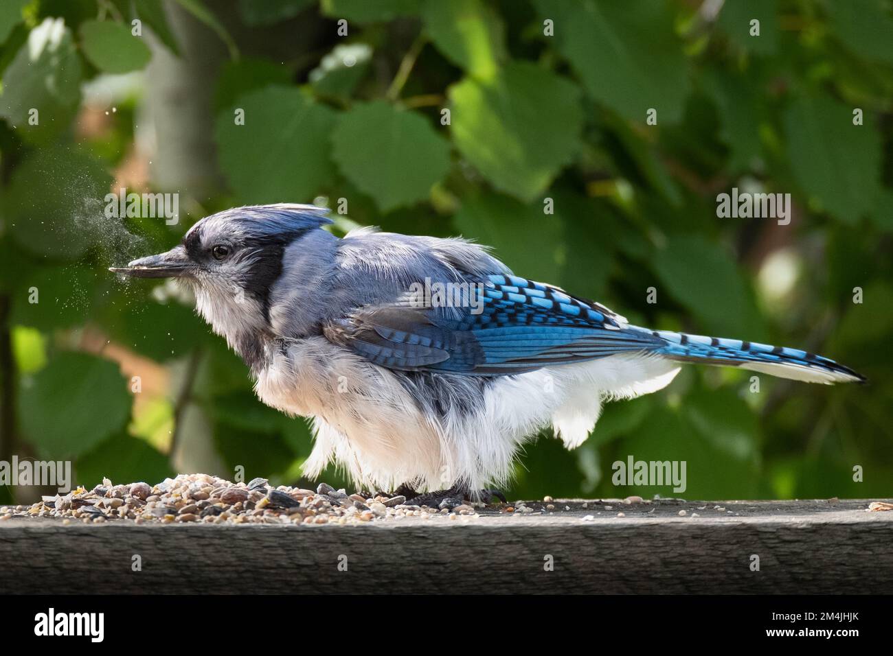 410 Baby Blue Jay Images, Stock Photos, 3D objects, & Vectors