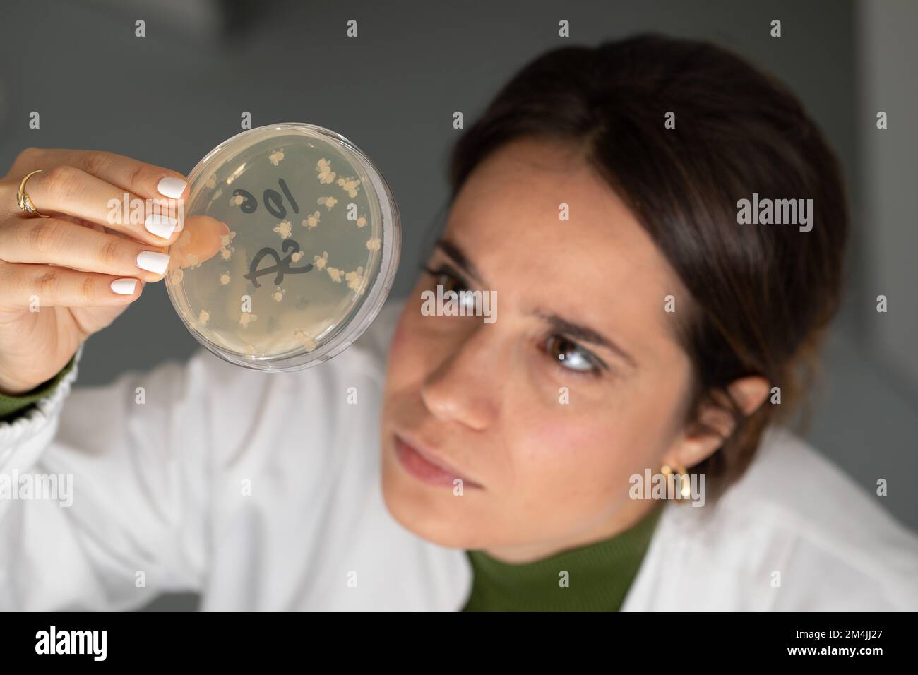 Young researcher woman who observes agar bacteria, selective fire on the flat Petri of the experiment. Routine microbiological analysis Stock Photo