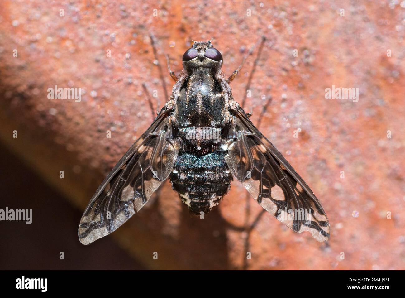 Dorsal view of Tiger Bee Fly (Xenox Tigrinus) Stock Photo