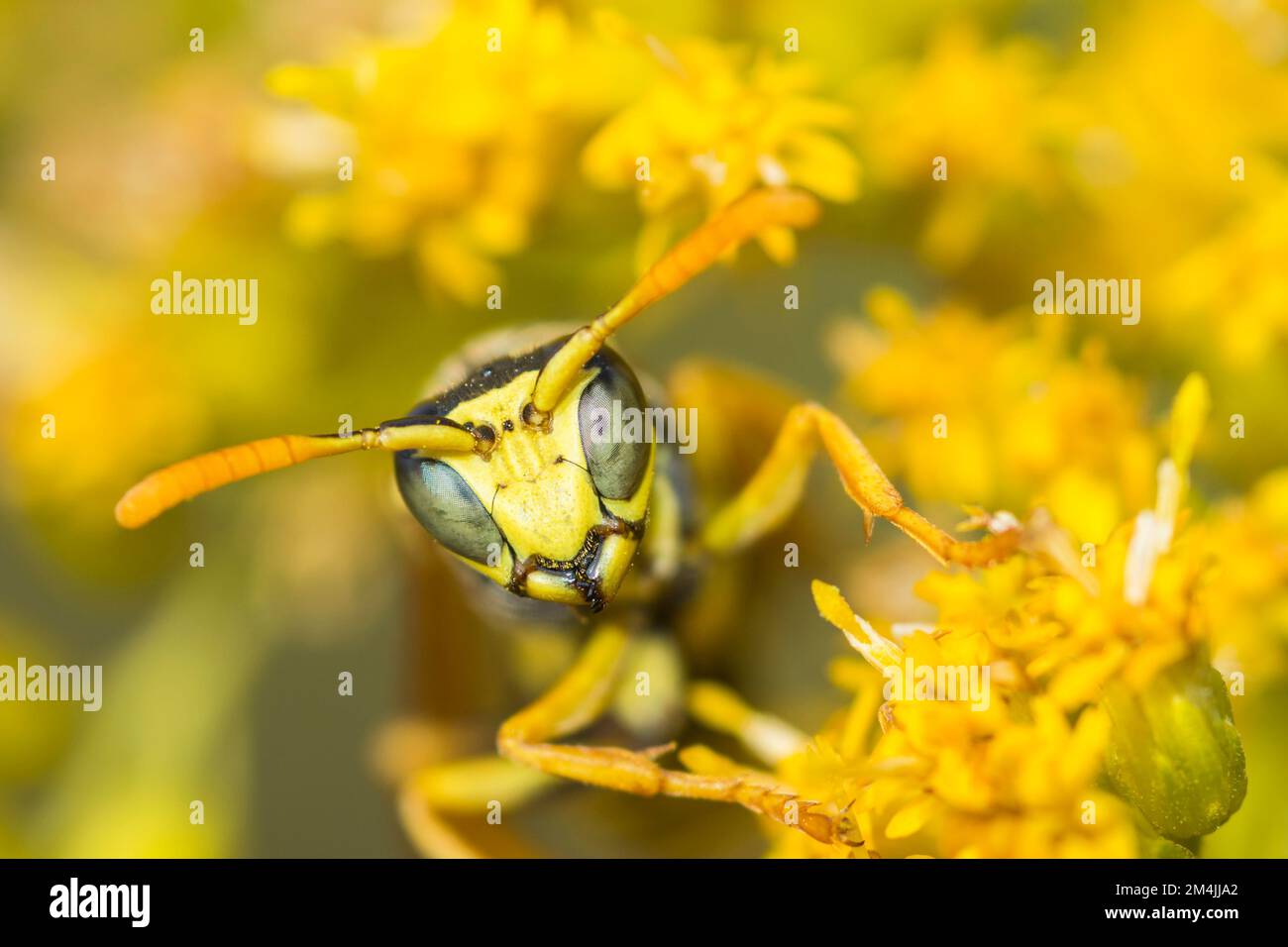 European paper wasp (Polistes Dominula) on Canada Goldenrod (Solidago Canadensis) Stock Photo