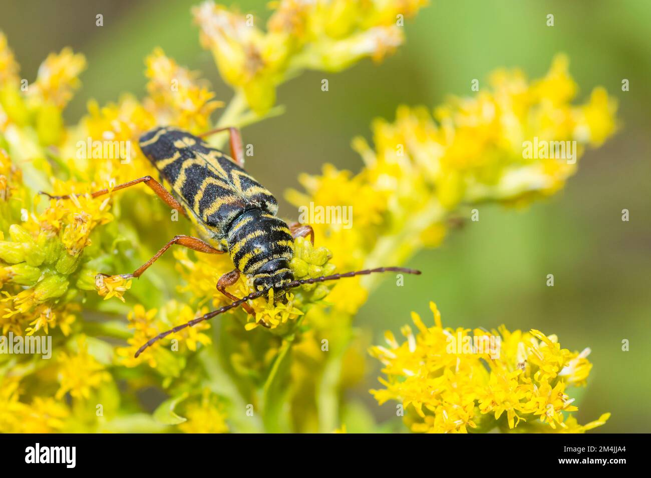 Locust borer (Megacyllene Robiniae) on Canada Goldenrod (Solidago Canadensis) Stock Photo