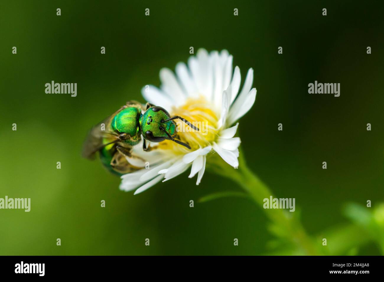 Pure Green Sweat Bee on a flower, Augochlora Pura Stock Photo