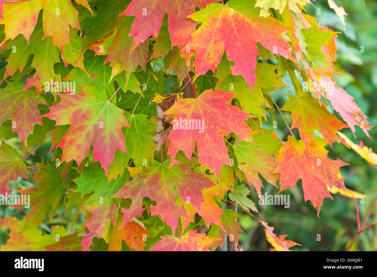 Vine maple leaf hi-res stock photography and images - Alamy