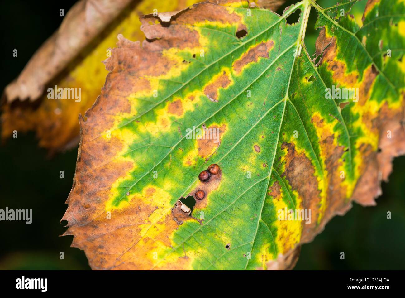 American Elm leaves (Ulmus Americana) with Bacterial Leaf Scorch (Xylella Fastidiosa) Stock Photo