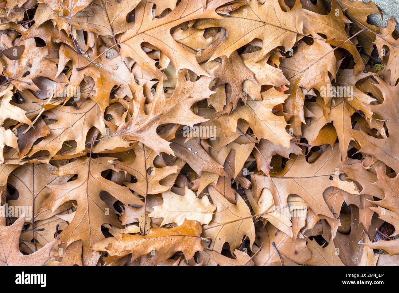 Autumn Leaves Stock Illustration - Download Image Now - Leaf, Oak