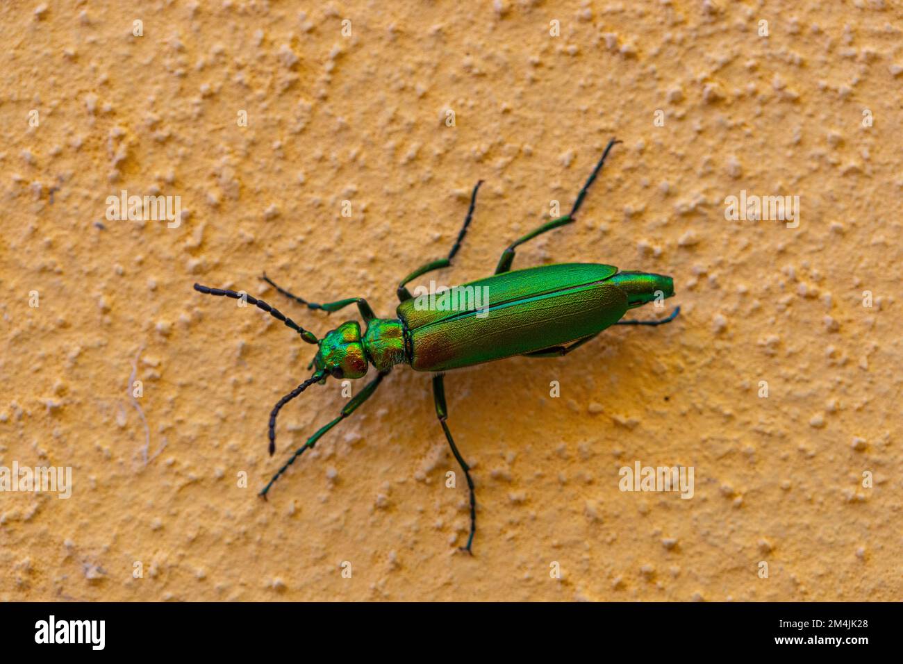 Macro di Lytta vesicatoria, green beetle, iridescent green insect on yellow background, with poisonous elitre, once considered aphrodisiac Stock Photo