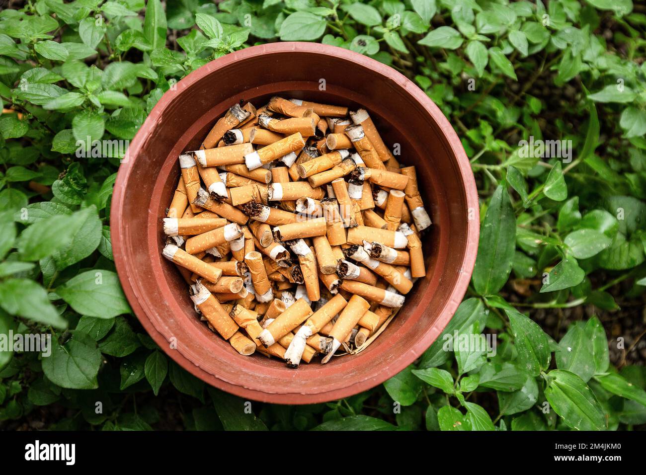 cigarette smoke and plants Basket full of cigarettes in the middle of a green lawn. Concept of  contrast between the harmful effect of cigarette smoke and well-being of  nature Stock Photo