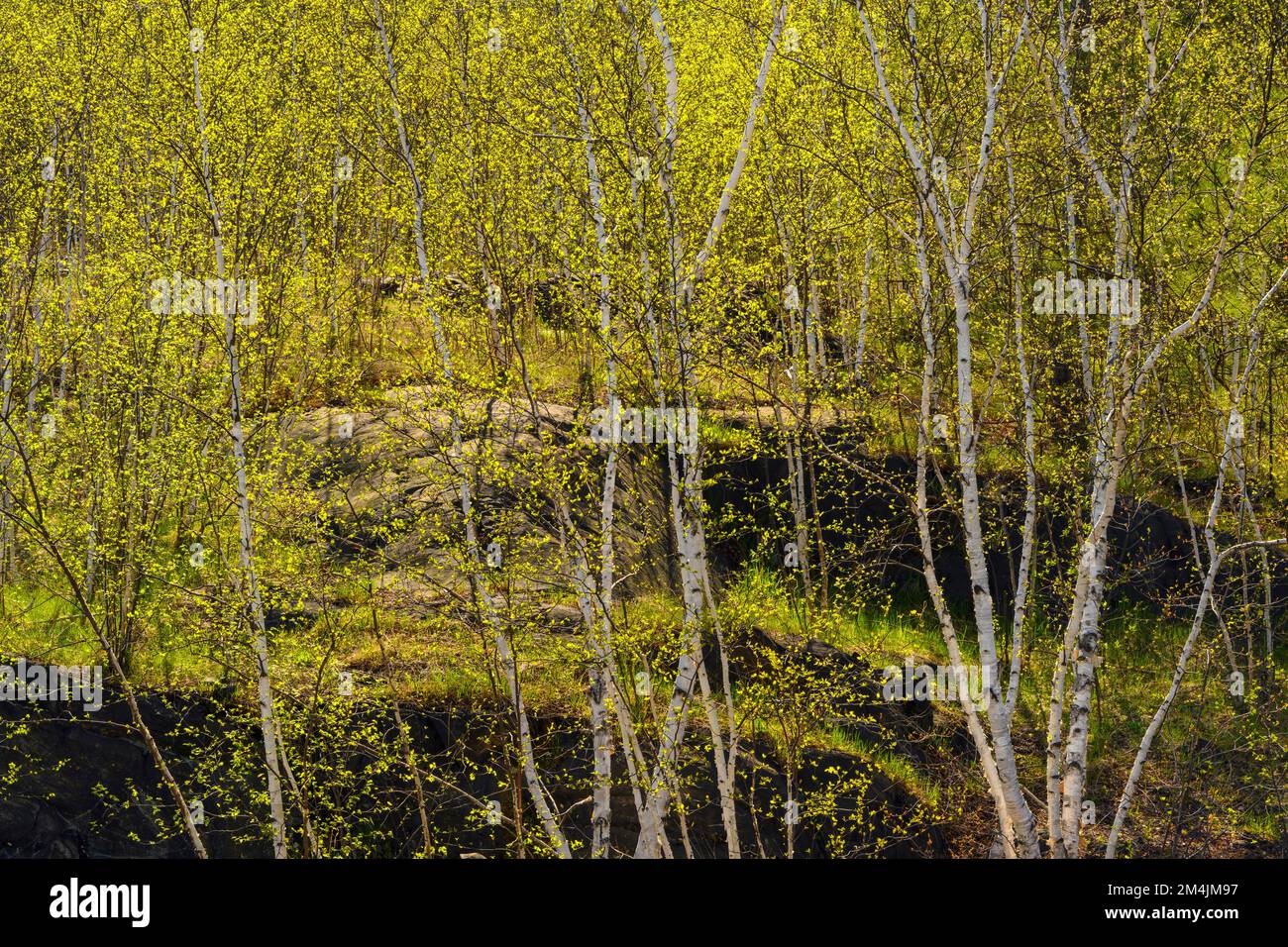 Secondary succession hi-res stock photography and images - Alamy
