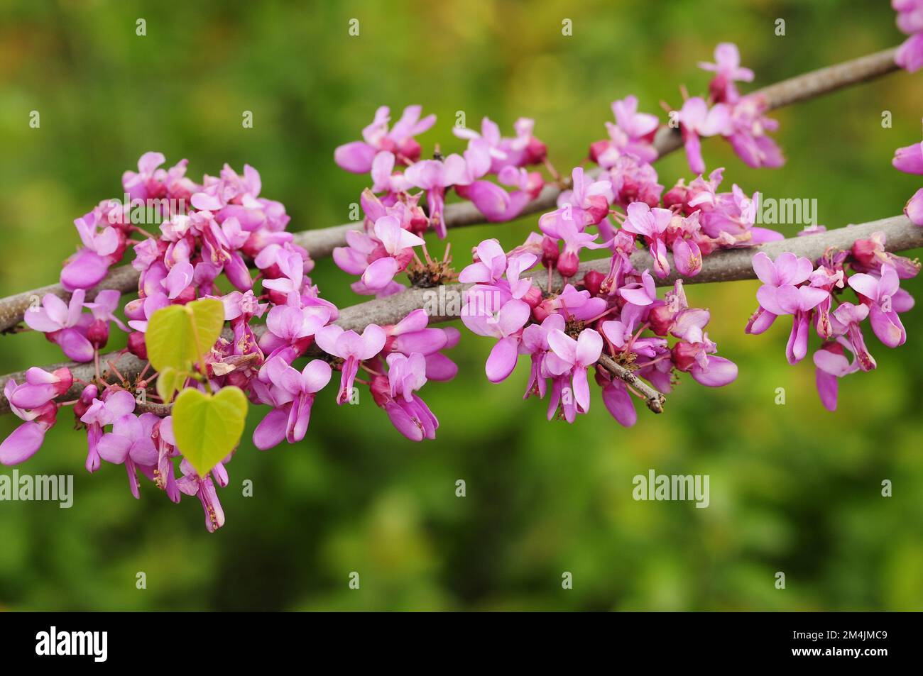 Judas tree of Istanbul Stock Photo Alamy