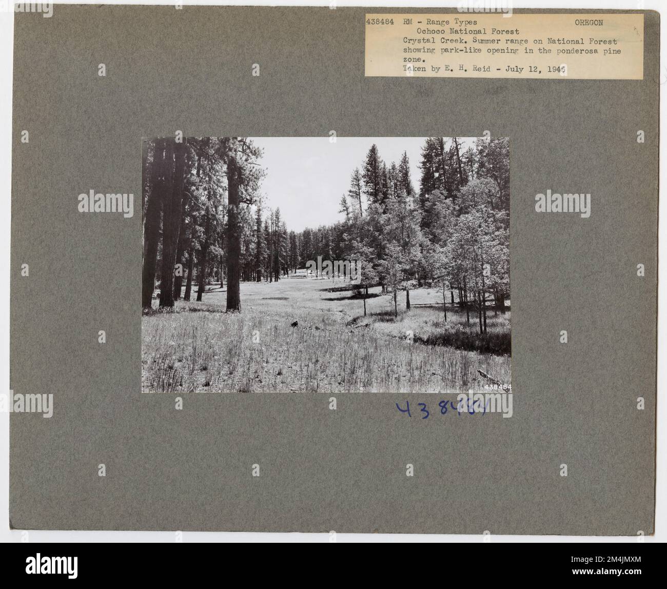 Forest Past Forest - Woodland Types - General. Photographs Relating to National ...