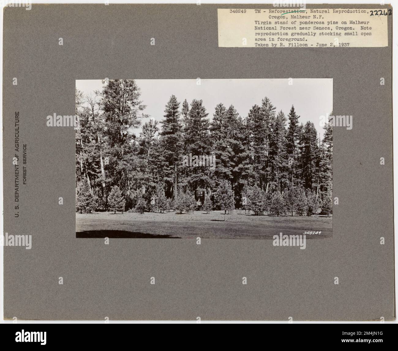 Forest Past Forest - Woodland Types - General. Photographs Relating to National ...