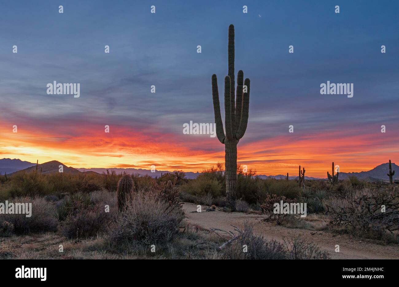 Saguaro Cacti At Sunrise In The Sonoran Desert In Arizona Stock Photo ...