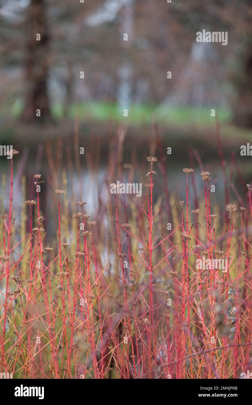 Beautiful winter garden rhs hi-res stock photography and images - Alamy