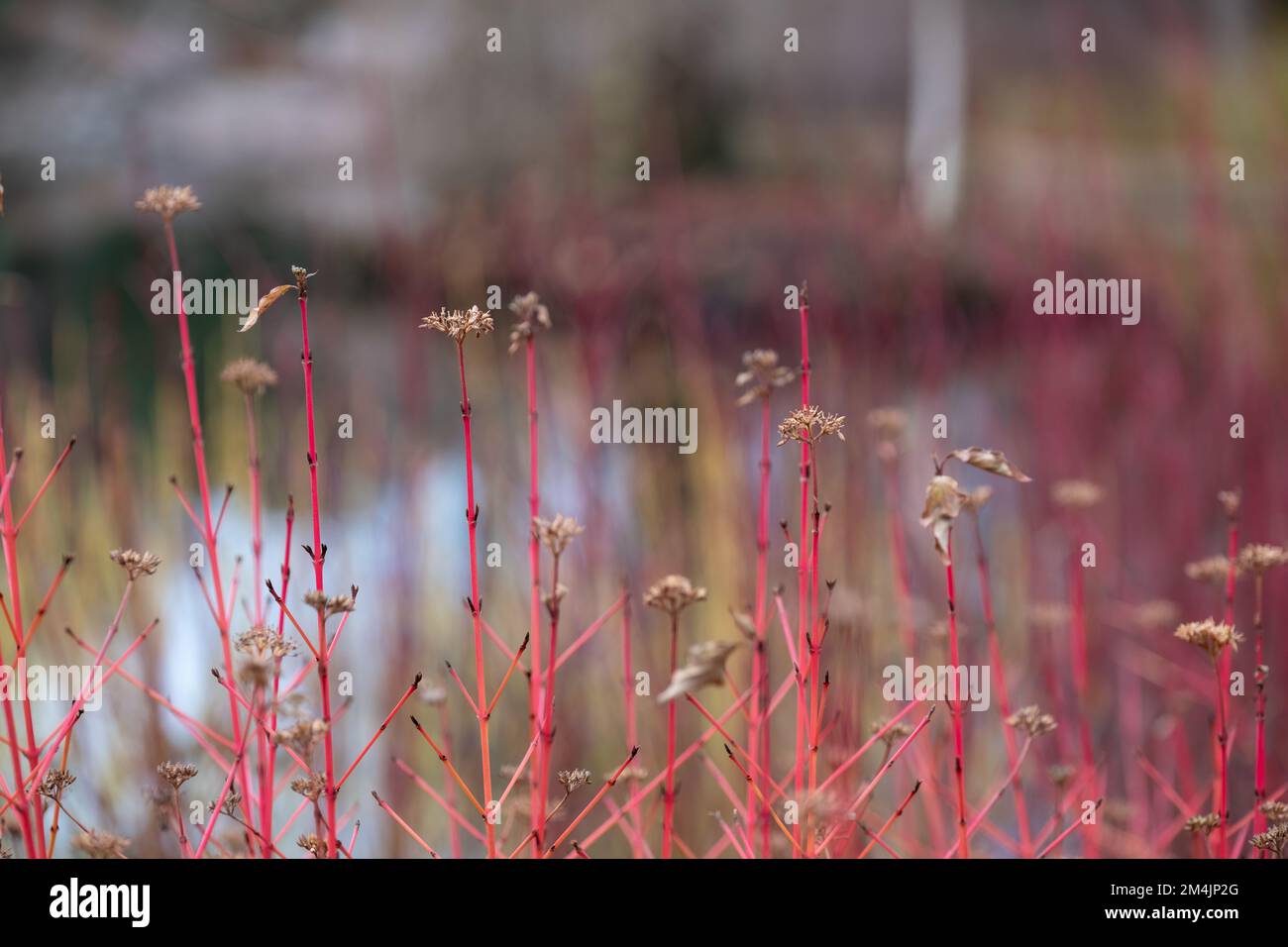 Beautiful winter garden rhs hi-res stock photography and images - Alamy