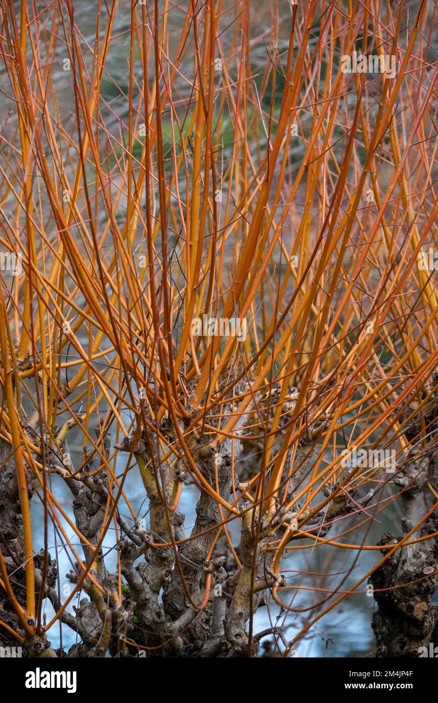 Brightly coloured stems of dogwood grow around the lake at the RHS ...