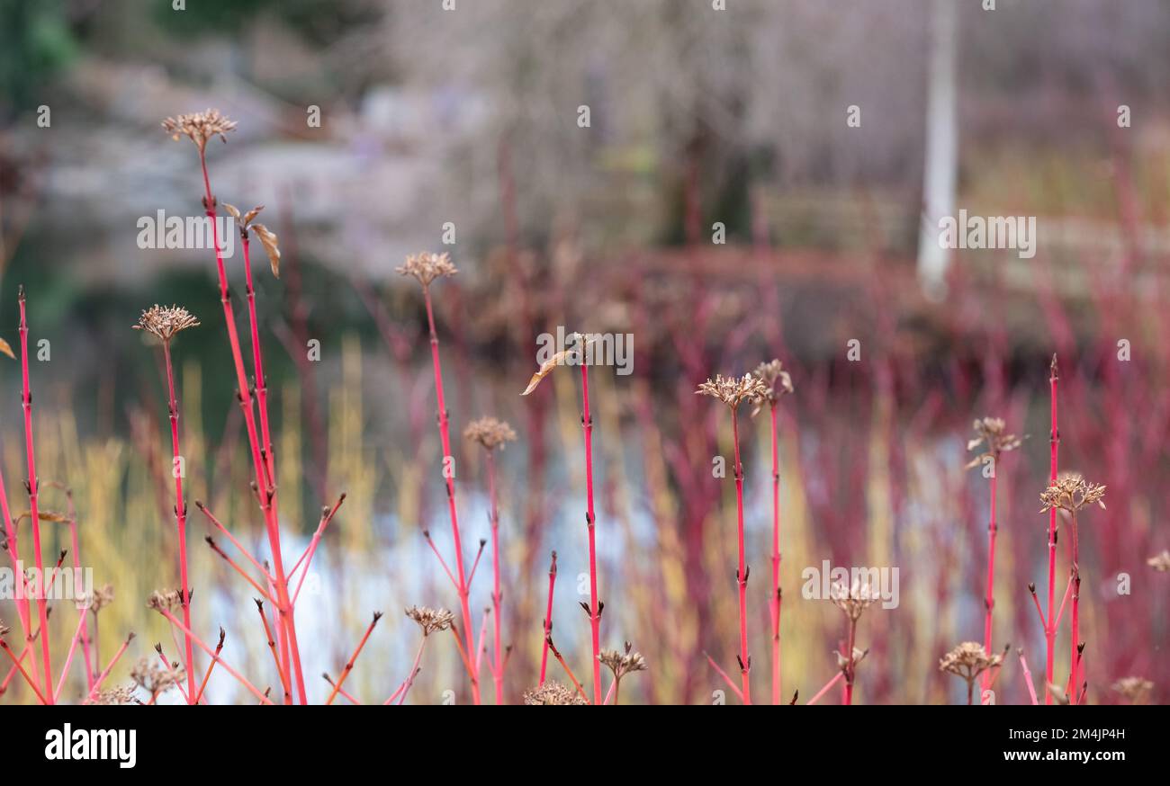Brightly coloured stems of dogwood grow around the lake at the RHS ...