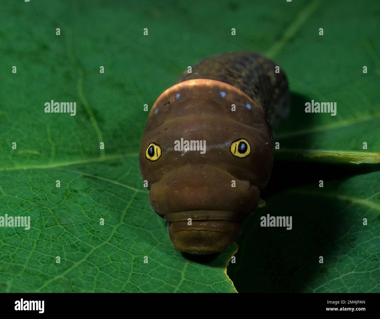 Larva of tiger swallowtail butterfly (Papilio glaucus) in defensive posture showing eye spots, which act as deterence to attack by predators. Stock Photo