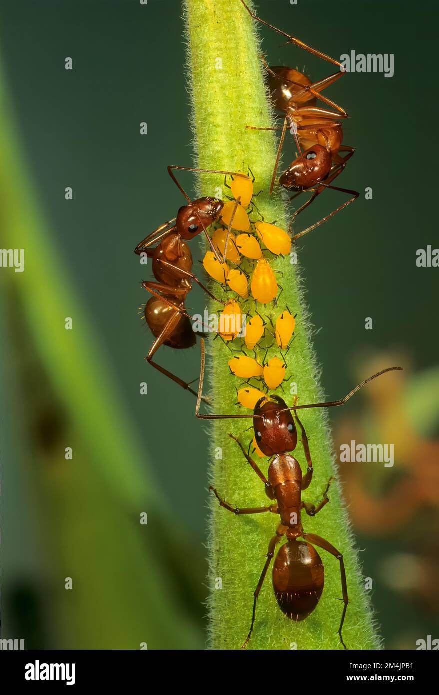 Camponotus (sp.) ants herding oleander aphids on seed pod of butterfly weed (Asclepias tuberosa). Stock Photo