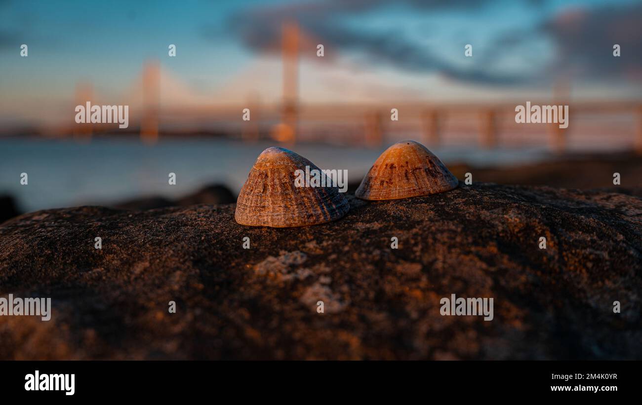 Two mussel shells resting on a rock in South Queensferry, Edinburgh Stock Photo Alamy