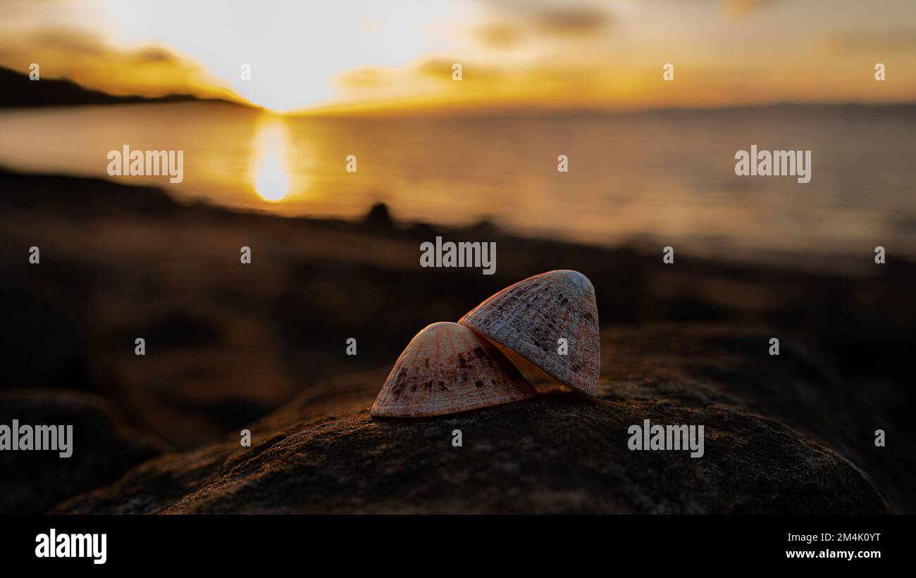 Two mussel shells resting on a rock in South Queensferry, Edinburgh Stock Photo Alamy