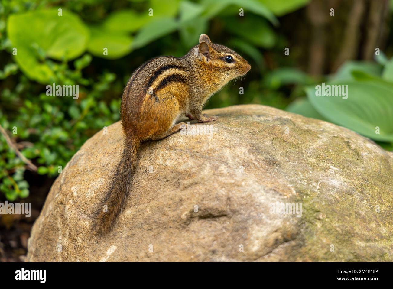 Chipmunk sitting on a rock in a Japanese garden Stock Photo - Alamy