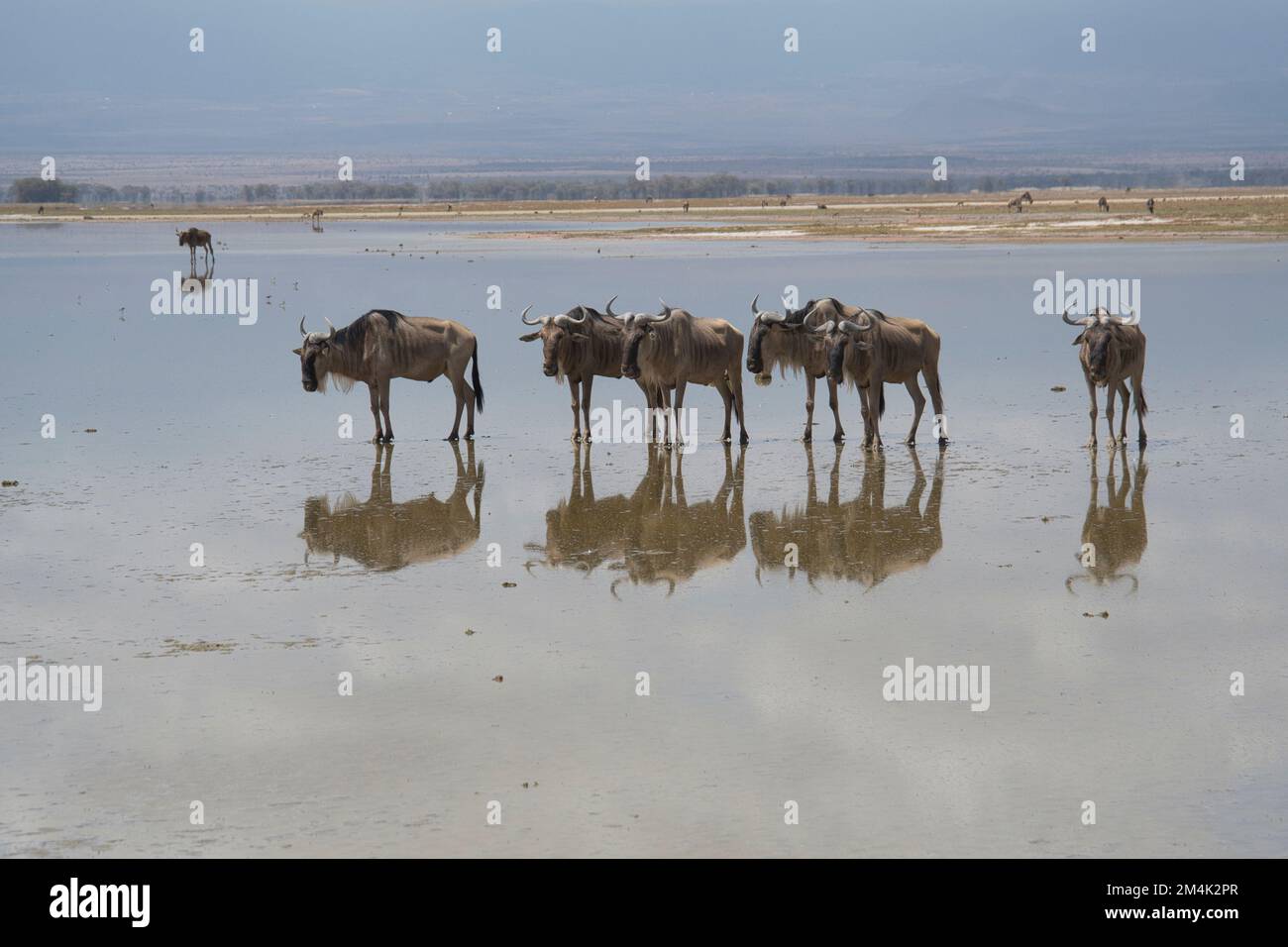 A group of six brindled gnu or wildebeest (Connochaetes taurinus ...