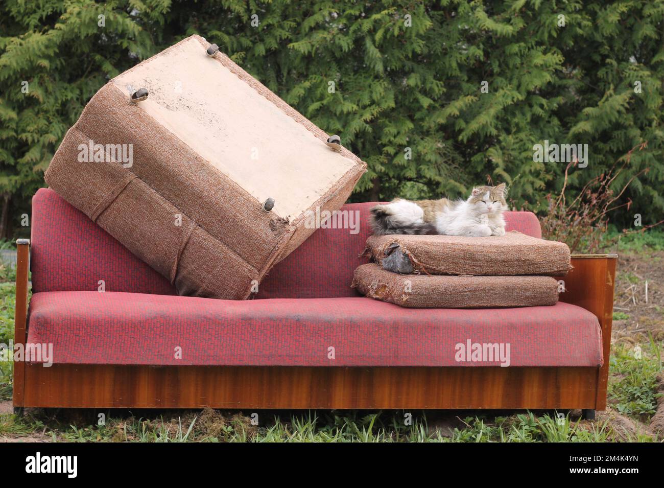 Stray tabby cat with one ear lying down on old pillows of pink soft old sofa as trash on dump