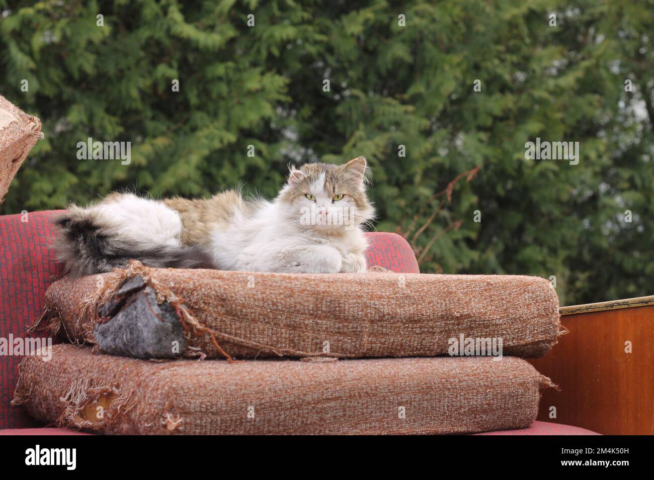 Pink old broken couch as trash and stray tabby cat with one ear lying