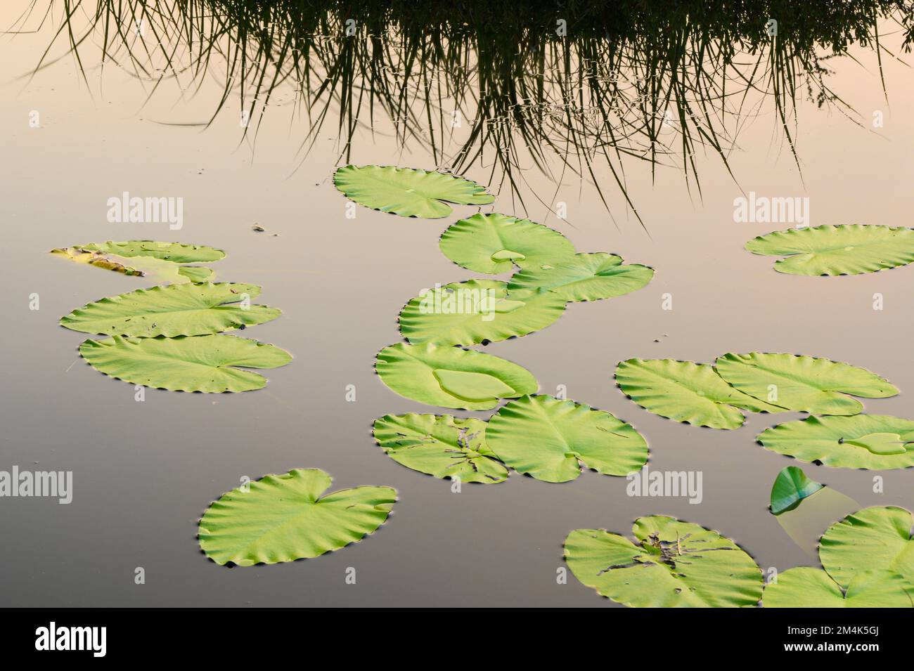 Water lily leaves hi-res stock photography and images - Alamy