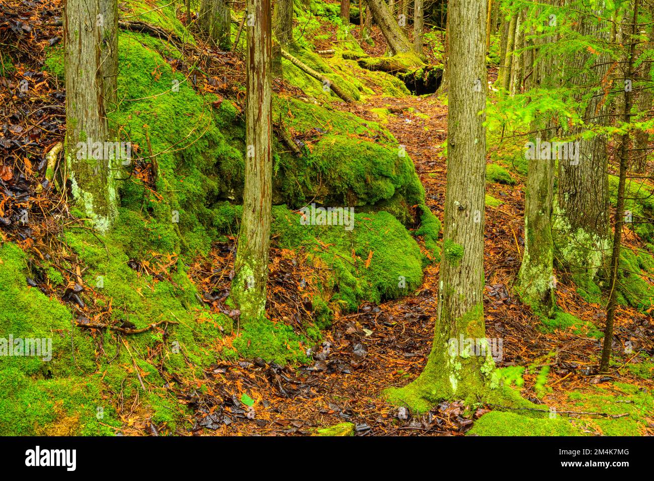 Cedar woodland, moss covered rock outcrops, Bruce Peninsula National