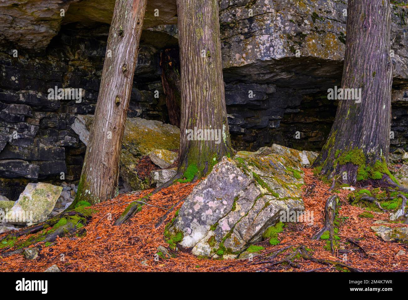 Limestone understory in the cedar forest near Halfway Log Dump, Bruce